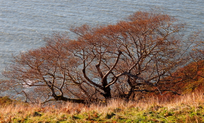 [Short, thick trunks lead to bush-like top branches of this tree which has the Pacific Ocean as its backdrop.]